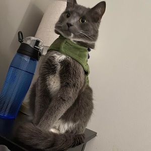 Meet your Posher, Serafin